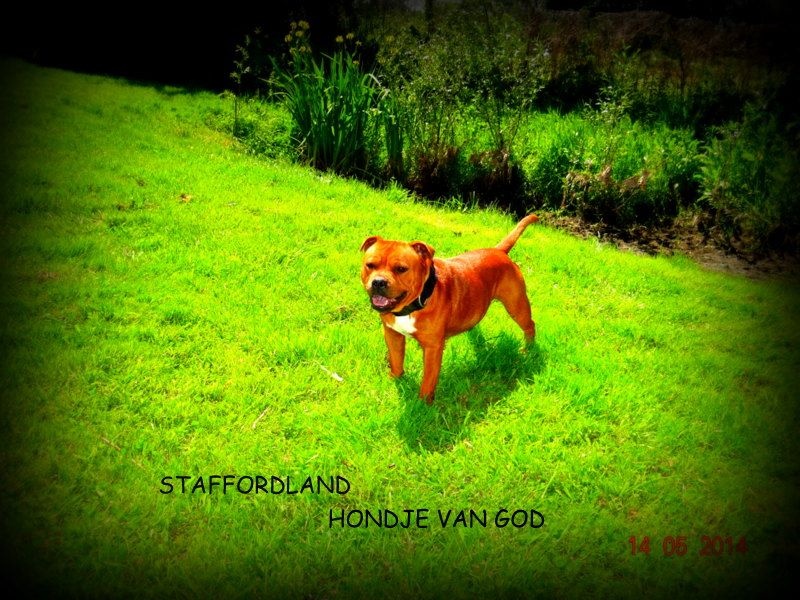 Staffordland Hondje van god