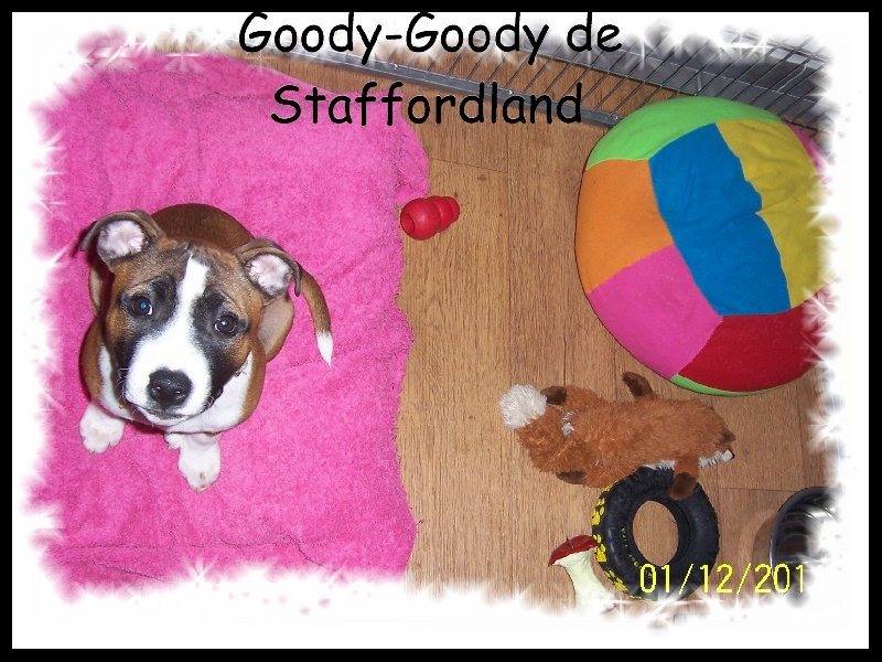 Staffordland Goody-goody