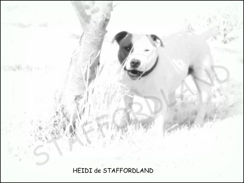 Staffordland Heidi