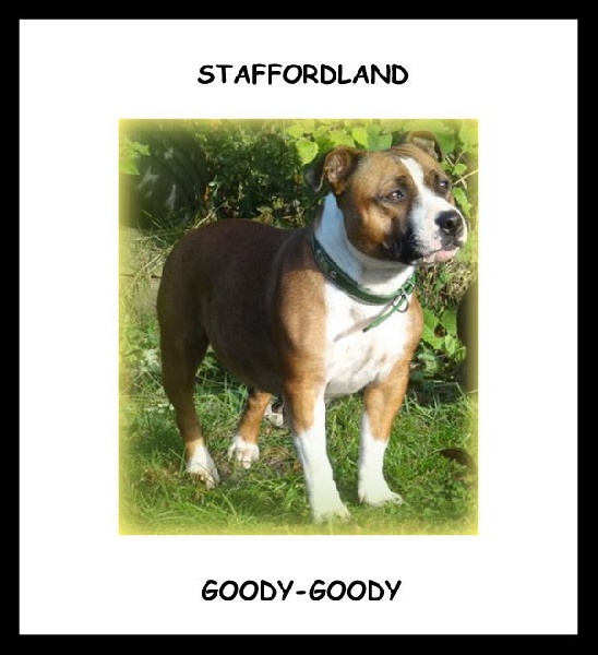 Staffordland Goody-goody