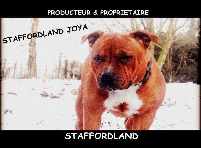 Staffordland Joya
