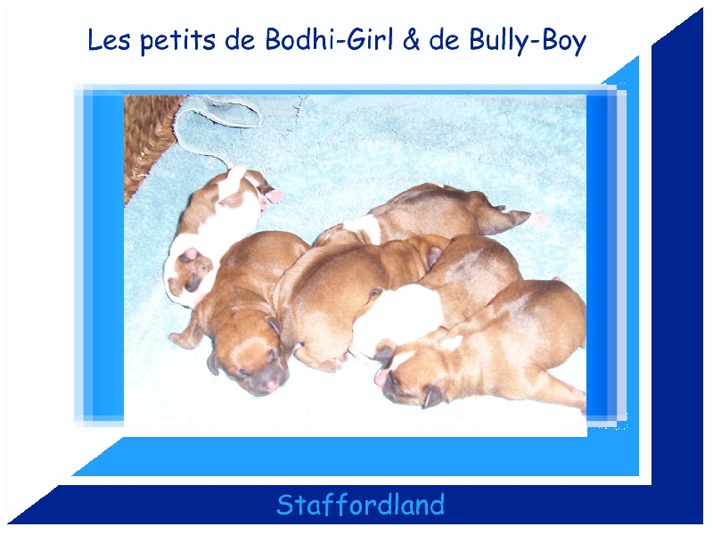 Staffordland - Staffordshire Bull Terrier - Portée née le 18/10/2012