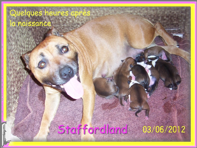 Staffordland - Staffordshire Bull Terrier - Portée née le 02/06/2012