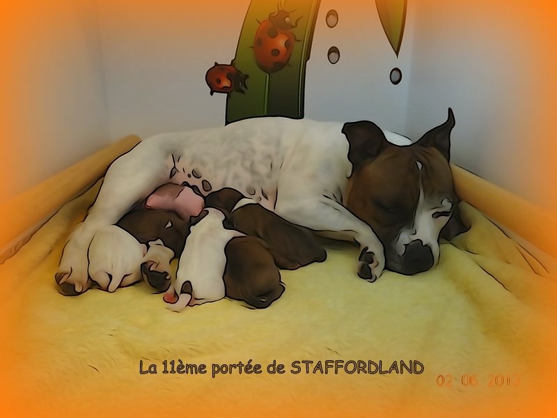 Staffordland - Staffordshire Bull Terrier - Portée née le 02/06/2013