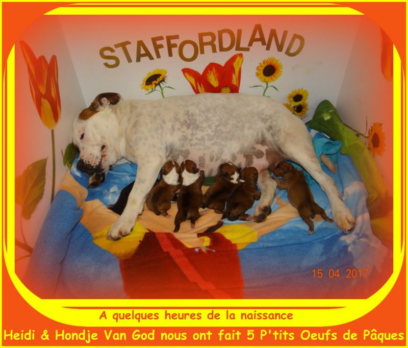 Staffordland - Staffordshire Bull Terrier - Portée née le 15/04/2017