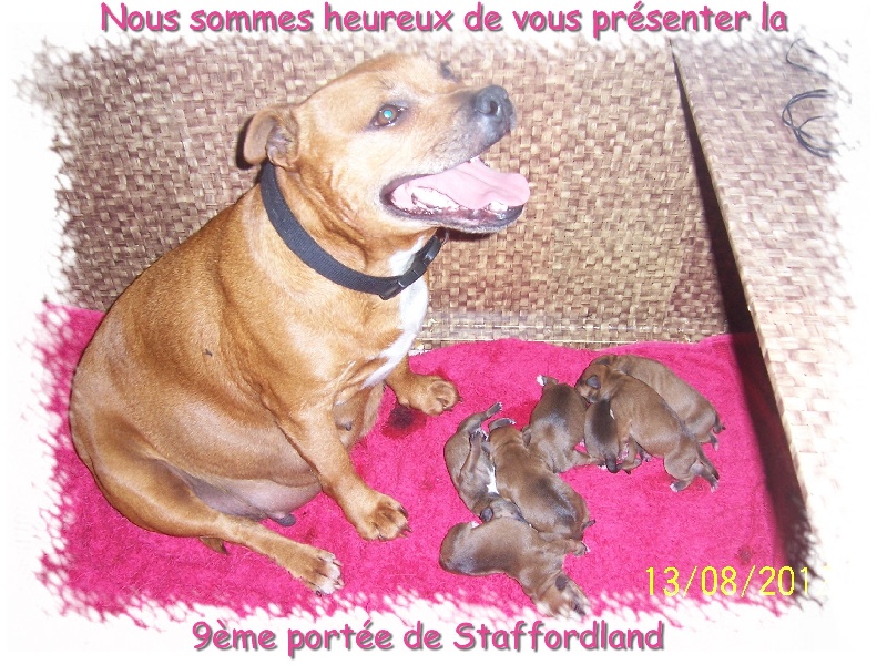 Staffordland - Staffordshire Bull Terrier - Portée née le 13/08/2012