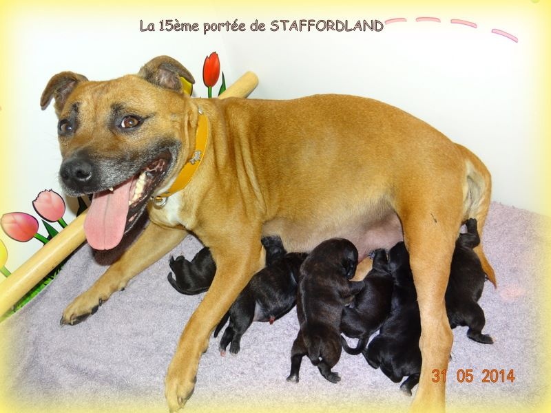 Staffordland - Staffordshire Bull Terrier - Portée née le 31/05/2014
