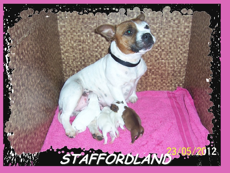 Staffordland - Staffordshire Bull Terrier - Portée née le 22/05/2012