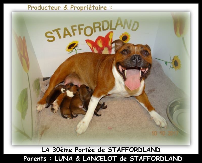 Staffordland - Staffordshire Bull Terrier - Portée née le 09/10/2017