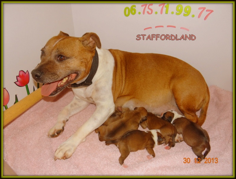 Staffordland - Staffordshire Bull Terrier - Portée née le 30/12/2013