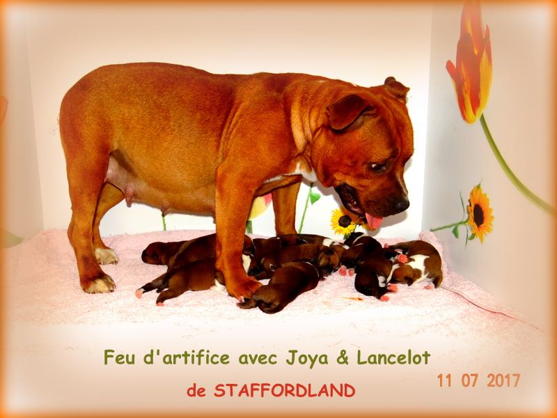 Staffordland - Staffordshire Bull Terrier - Portée née le 11/07/2017