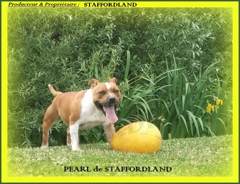 Staffordland Pearl