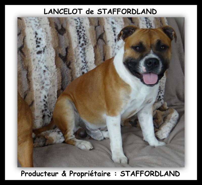 Staffordland Lancelot