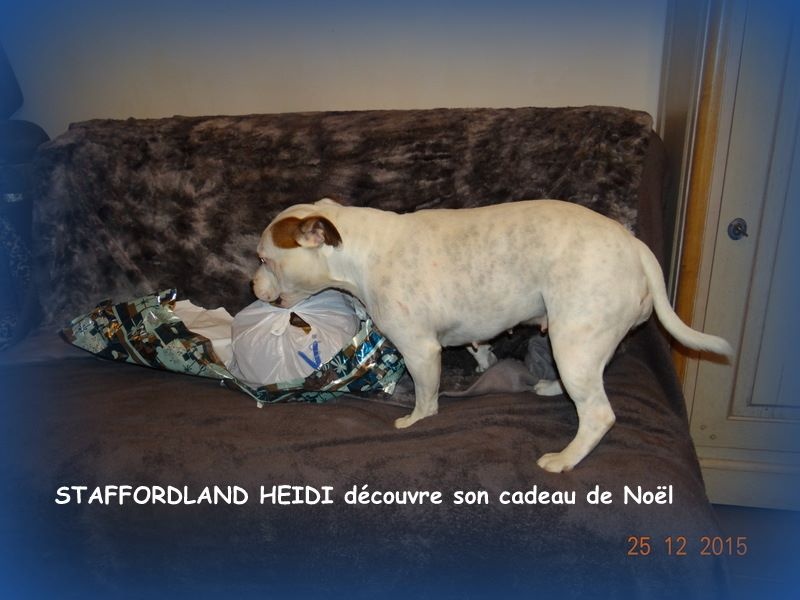 Staffordland Heidi