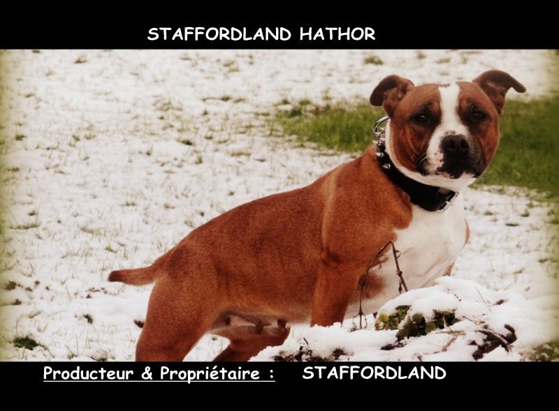 Staffordland Hathor