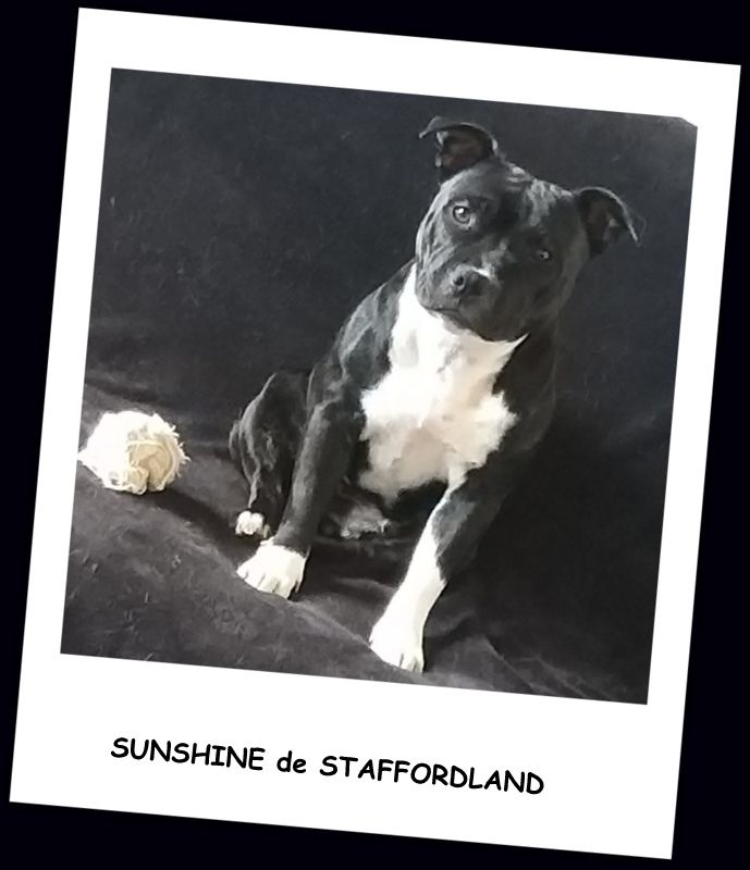 Staffordland Sunshine