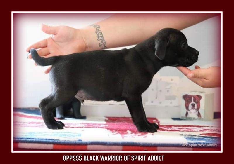 Oppsss black warrior of Spirit Wolf Addict