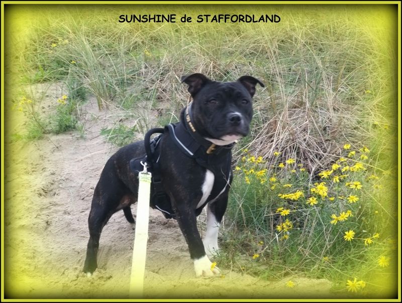 Staffordland Sunshine