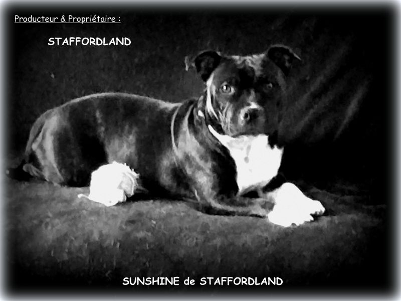 Staffordland Sunshine