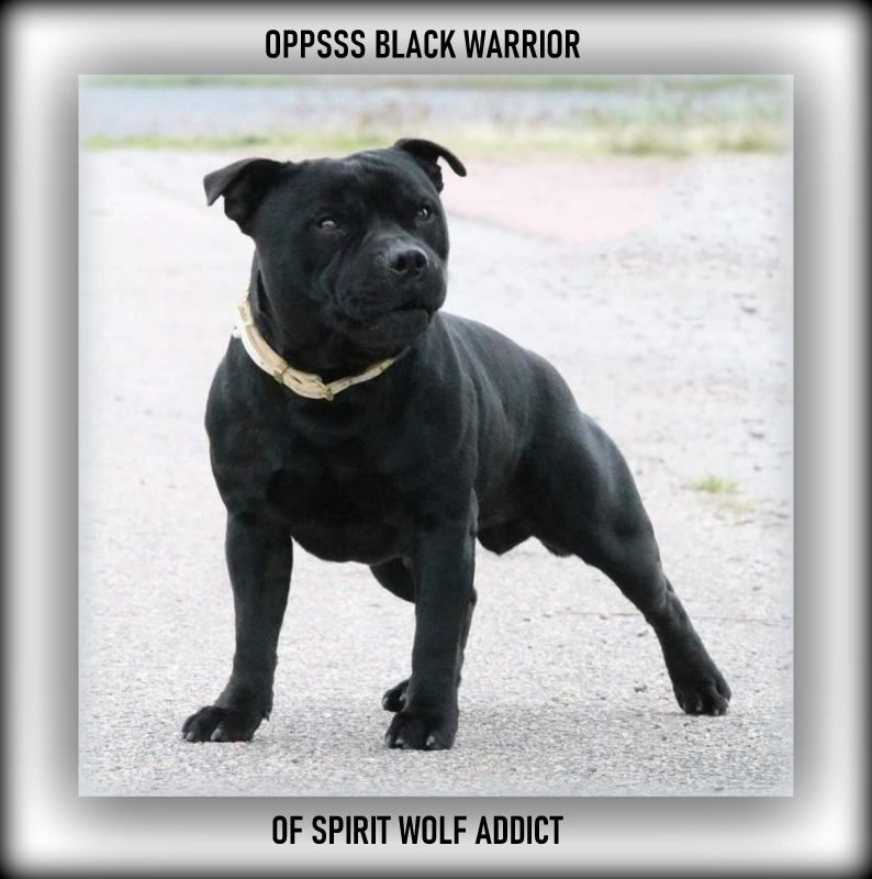 Oppsss black warrior of Spirit Wolf Addict
