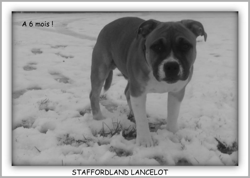 Staffordland Lancelot