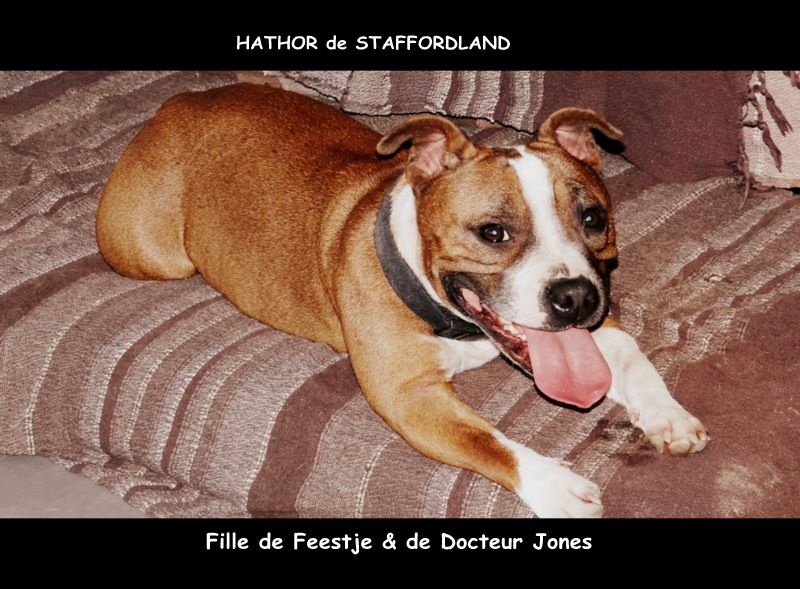 Staffordland Hathor