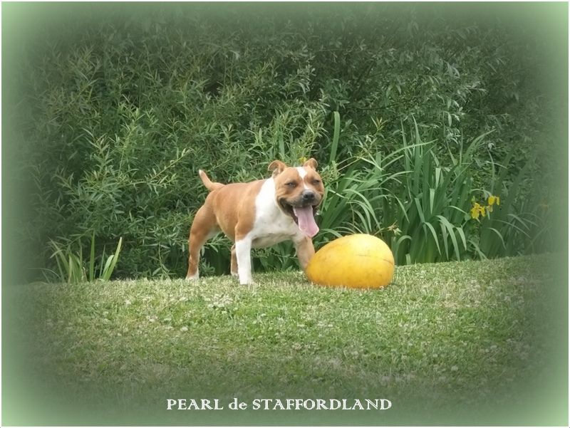 Staffordland Pearl