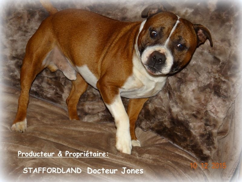 Staffordland Docteur jones