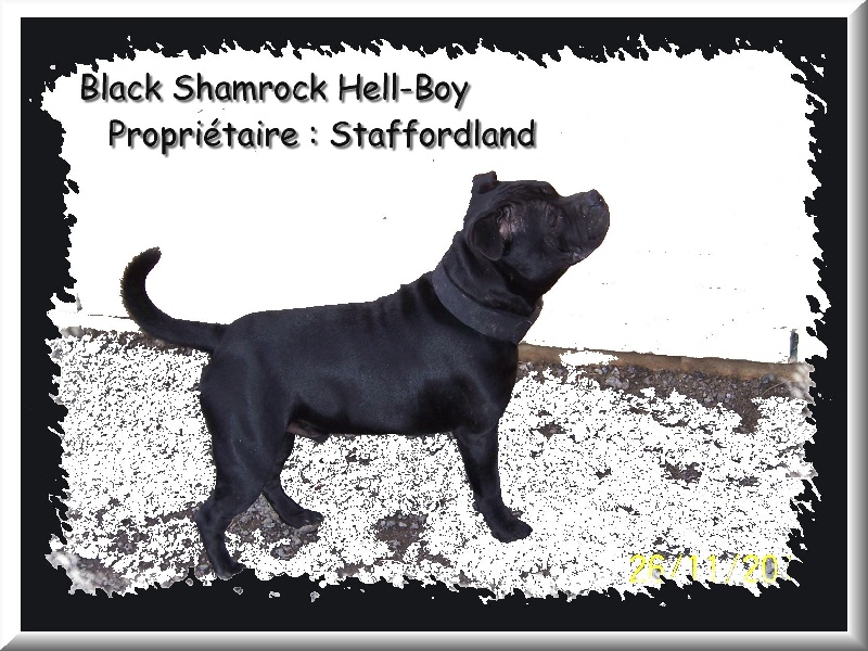 black shamrock Hell-boy