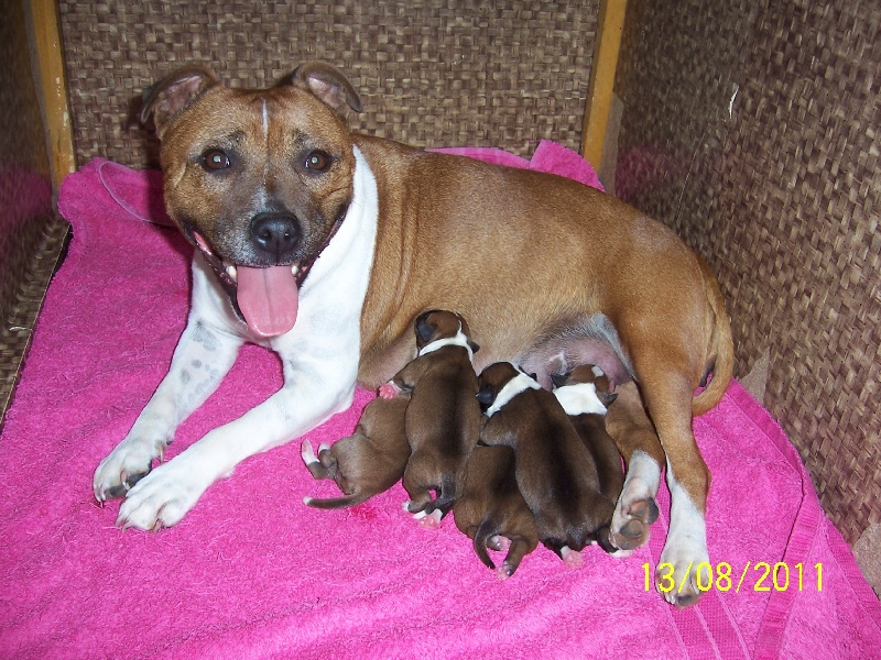 Staffordland - Staffordshire Bull Terrier - Portée née le 13/08/2011