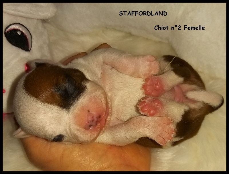 Staffordland - Chiot disponible  - Staffordshire Bull Terrier