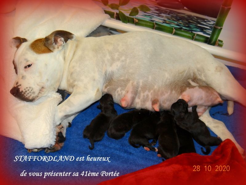 Staffordland - Staffordshire Bull Terrier - Portée née le 27/10/2020