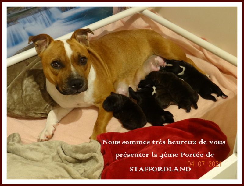 Staffordland - Staffordshire Bull Terrier - Portée née le 01/07/2021