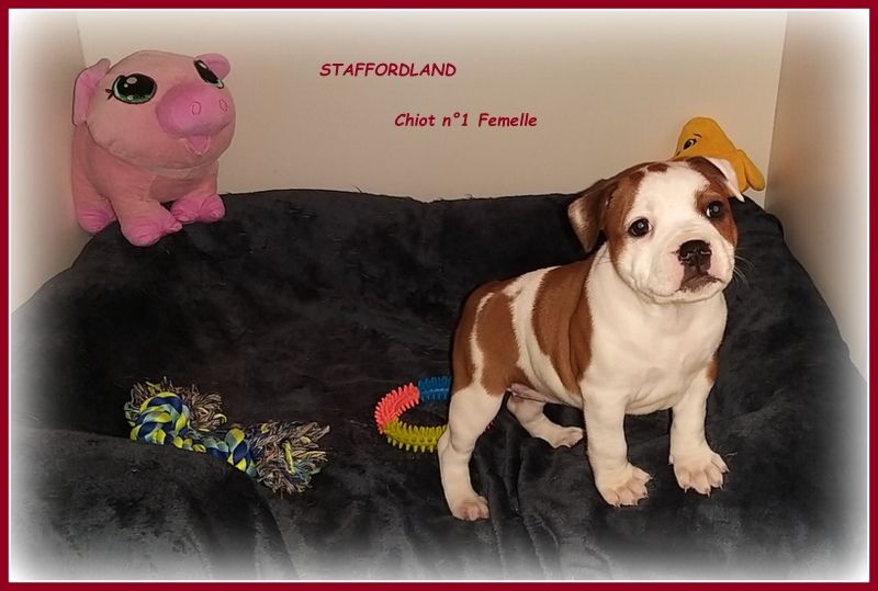 Staffordland - Chiot disponible  - Staffordshire Bull Terrier