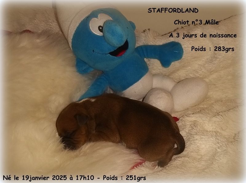 Staffordland - Chiot disponible  - Staffordshire Bull Terrier