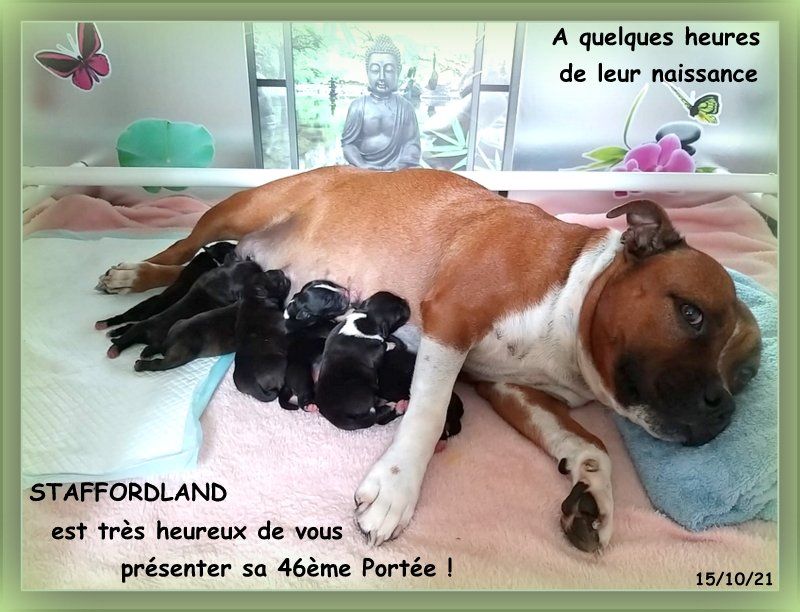 Staffordland - Staffordshire Bull Terrier - Portée née le 14/10/2021