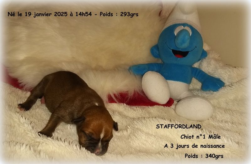 Staffordland - Chiot disponible  - Staffordshire Bull Terrier