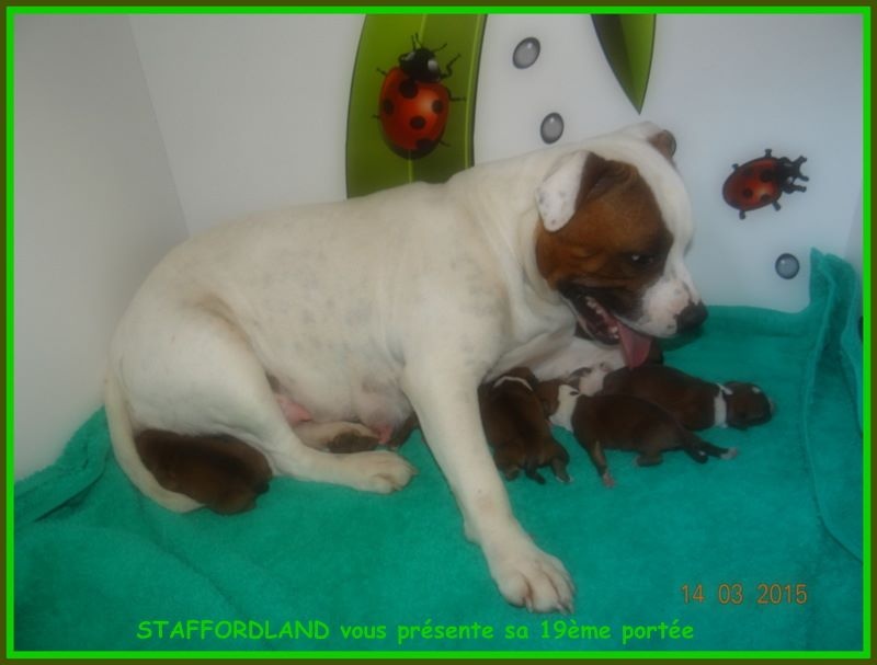 Staffordland - Staffordshire Bull Terrier - Portée née le 14/03/2015