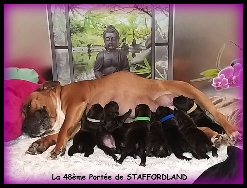 chiot Staffordshire Bull Terrier Staffordland