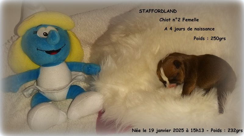 Staffordland - Chiot disponible  - Staffordshire Bull Terrier