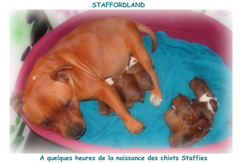 chiot Staffordshire Bull Terrier Staffordland