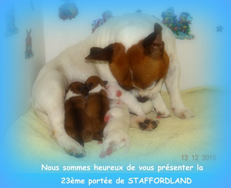 Staffordland - Staffordshire Bull Terrier - Portée née le 13/12/2015