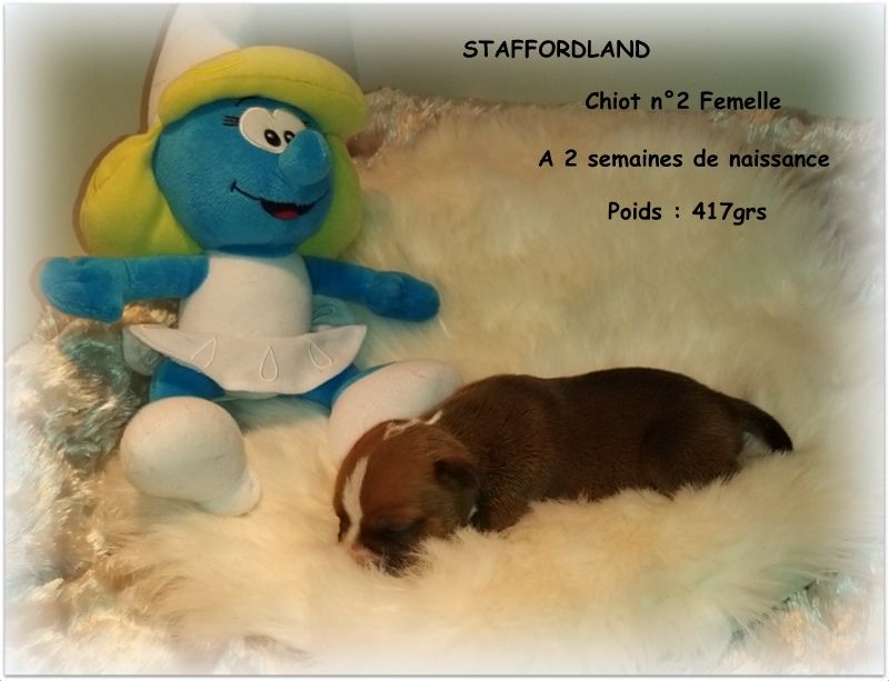 Staffordland - Chiot disponible  - Staffordshire Bull Terrier