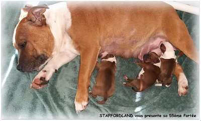 Staffordland - Staffordshire Bull Terrier - Portée née le 09/04/2024