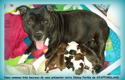 Staffordland - Staffordshire Bull Terrier - Portée née le 15/07/2024