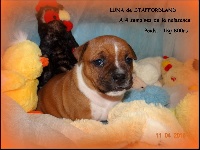 LUNA Chiot n°3