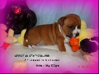 LEYDIE  Chiot n°1