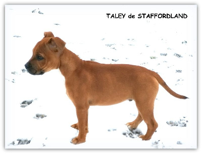 Staffordland - Staffordshire Bull Terrier - Portée née le 21/11/2022