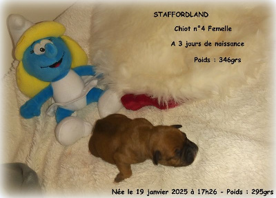 Chiot n°4