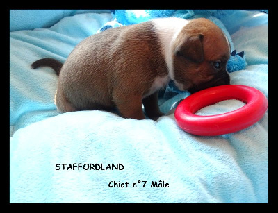 Staffordland - Staffordshire Bull Terrier - Portée née le 15/06/2022